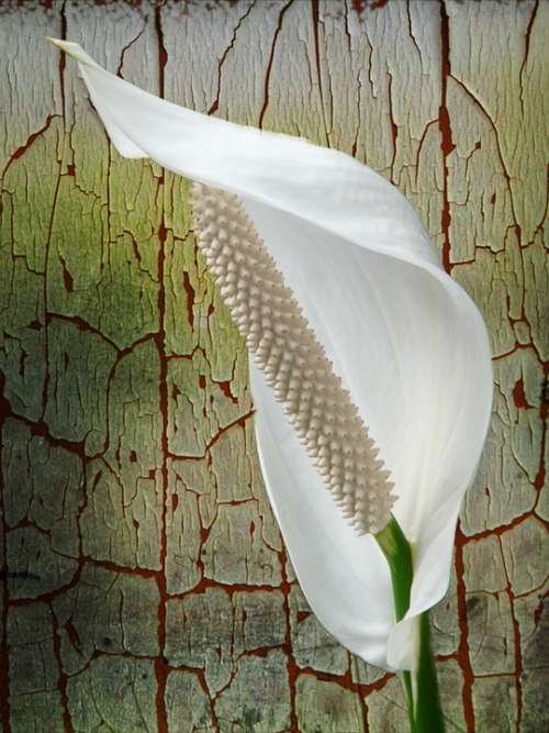 Spathiphyllum Flower White Plant Filigree