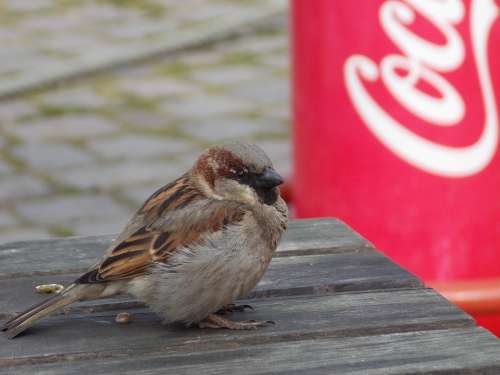 Sperling Sparrow House Sparrow Bird Close Up