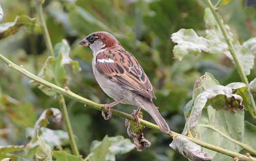 Sperling Sparrow Passeridae Birds Songbirds Bird