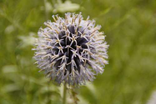 Spherical Flowers Plant Flora Botany Ball