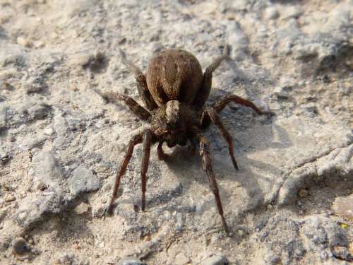 Spider Arachne Predator Eyes