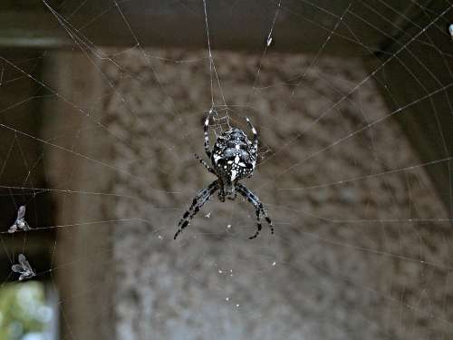 Spider Crusader Flies Web Insect