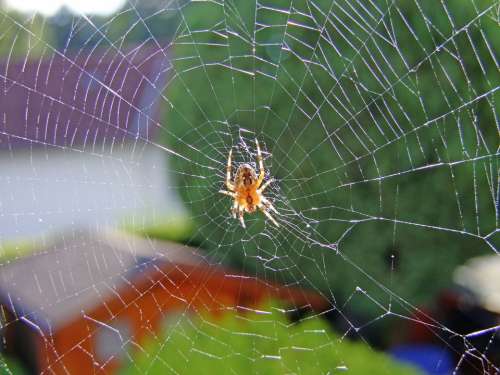 Spider Web Animal Nature Spider Network