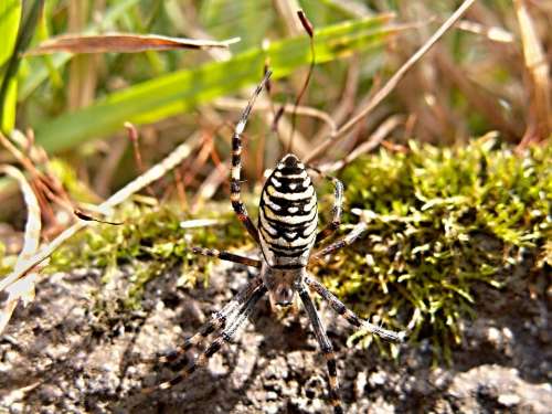 Spider Crusader Striped Male Grass Macro