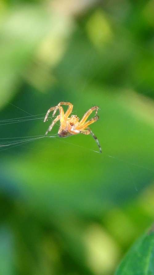 Spider Cobweb Close Up Macro Arachnids Insect