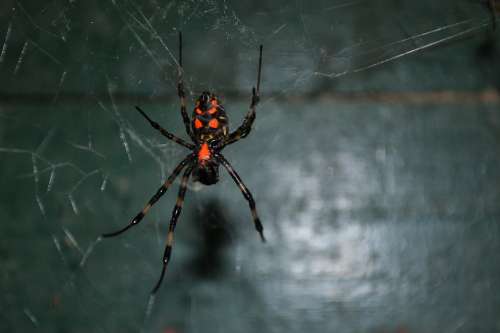 Spider Tiger Spider Poisonous Danger Dangerous