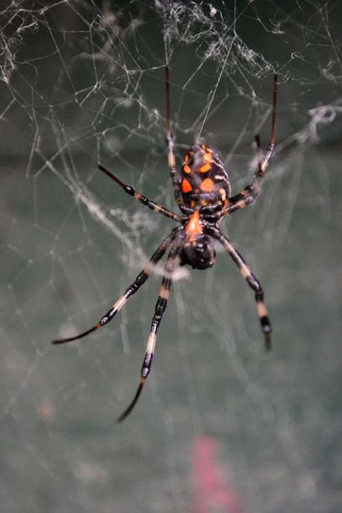 Spider Tiger Spider Poisonous Creature Danger Wild