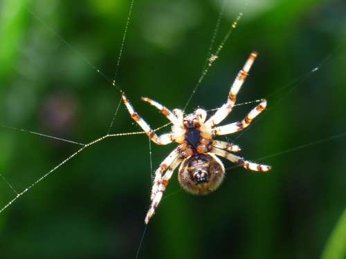 Spider Spnnentier Bottom Spin Cobweb