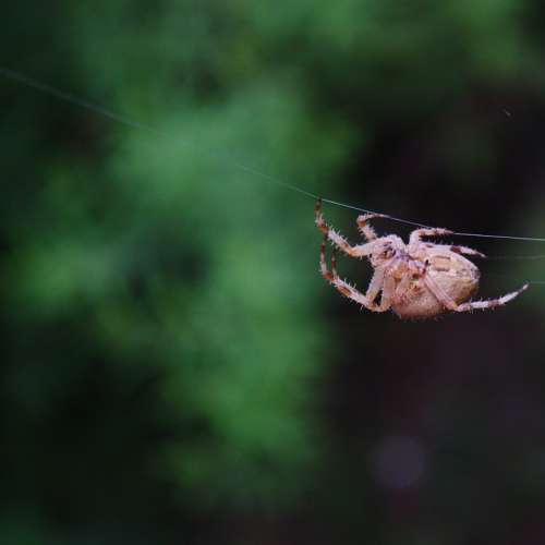 Spider Insect Jumping Spider Web Spider Creepy