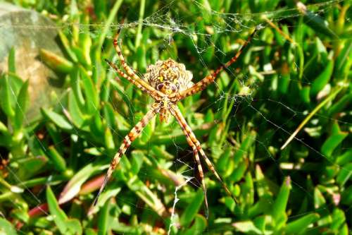 Spider Arachnid Spider On Web Close-Up Spider Web