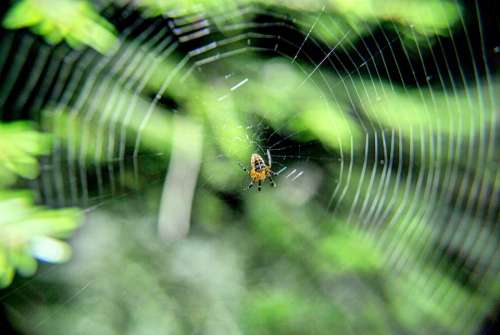 Spider On Tangled Web Arachnid Nature Cobweb