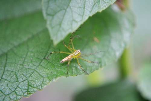 Spider Tiny Spider Nature Animal Insect Pest Prey