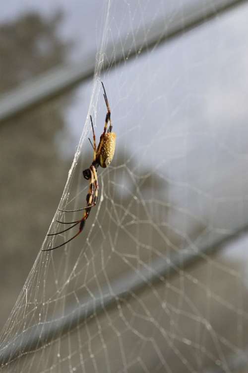 Spider Pest Insect Bug Creepy Crawly Orange