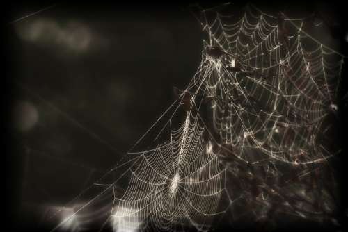 Spider Web Cobweb Insect Creepy Black And White