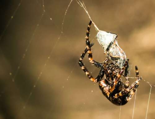 Spider Web Prey Macro Caught Cobweb