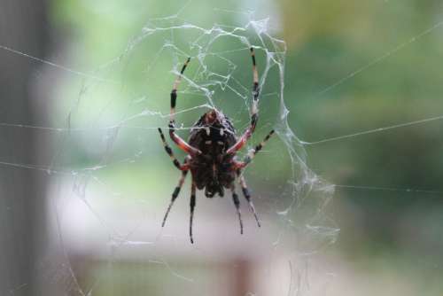 Spider Creepy Spiderweb Web Cobweb Outside Nature