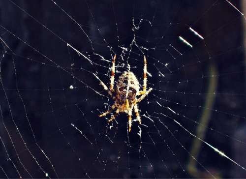 Spider Crusader Web