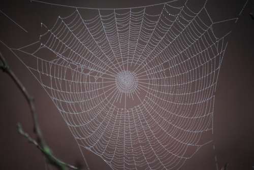 Spider Web Winter Just Add Water