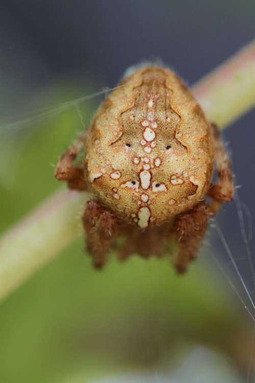 Spider Araneus Spin Insect Arachnids Arthropod