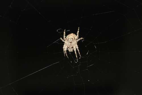 Spider Web Nature Arachnids Close Up Legs Insect