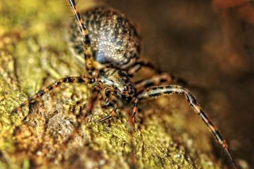 Spider Close Up Nature Macro Insect Yellow