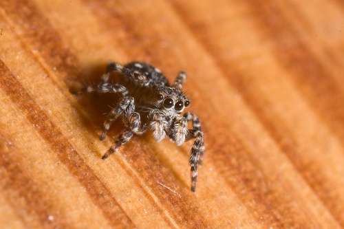 Spider Jumping Spiders Macro Eyes View
