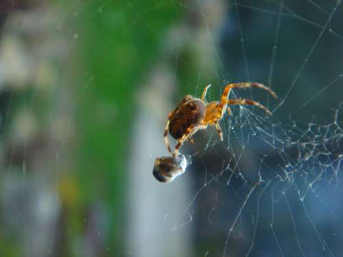 Spider Insect Web Food Detail