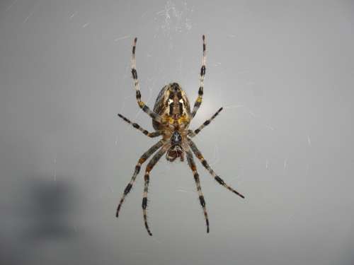 Spider Web Cobweb Insect Nature Animal Arachnid
