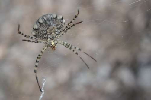 Spider Arachnid Arachnophobia Big Web Insect