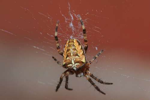 Spider Arachnid Cobweb Hair Web Small Close Up