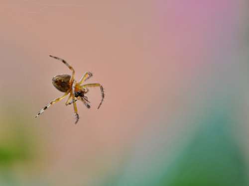 Spider Insect Nature Small Hunting Prey Hunter