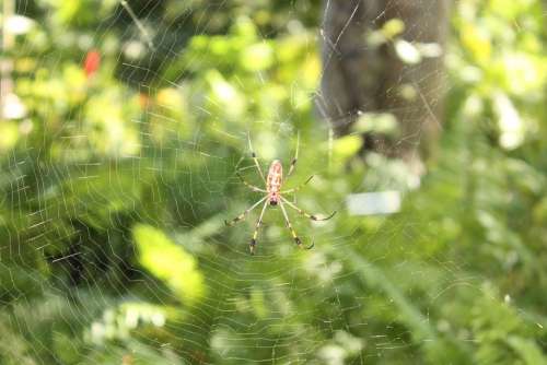 Spider Insect Nature Isolated Bug Danger Web