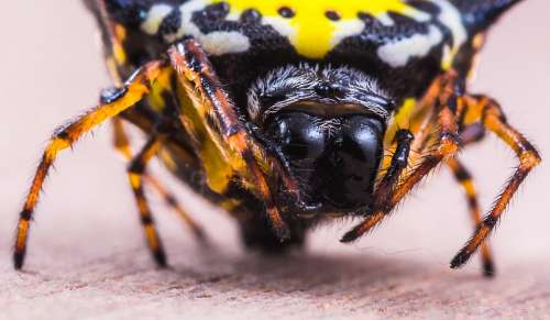 Spider Arachnid Insect Close Up Yellow Exotic
