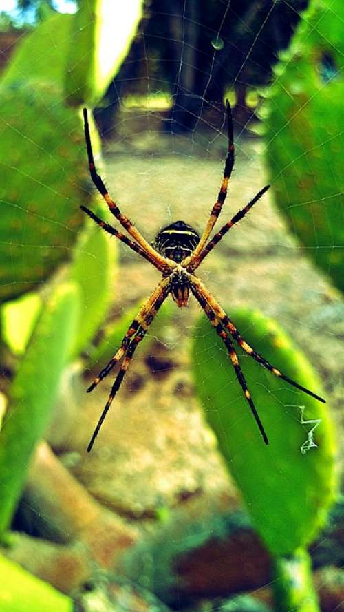 Spider Insect Nature Arachnid Web