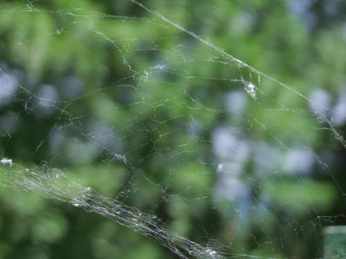Spider Web Green
