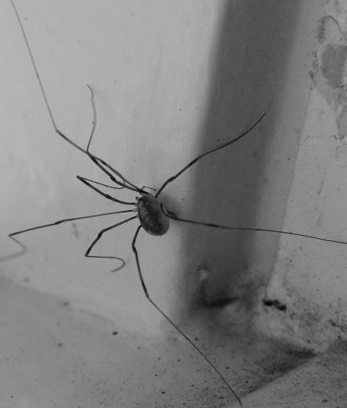 Spider Lockespindel Arachnids Window Long Legs Ben