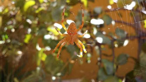 Spider Arachnid Animals Insects Nature Life