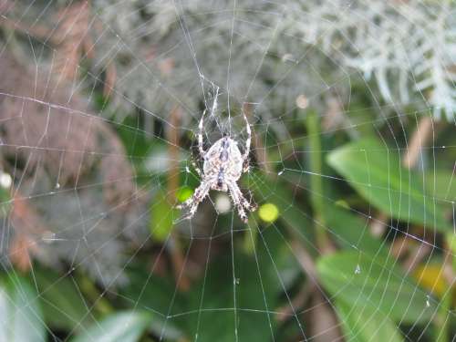 Spider Cobweb Animal Hanging Arachnid