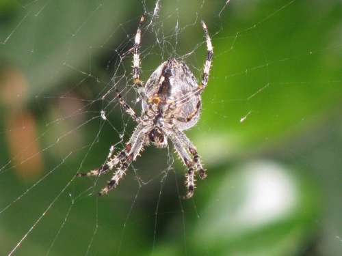 Spider Spider Body Creature Animal Animal World