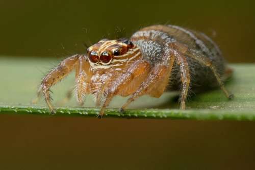 Spider Madagascar Arachnid Nature Closeup Animal