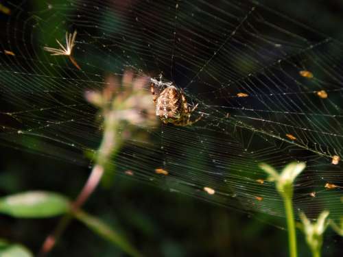 Spider Web Crusader Macro Garden