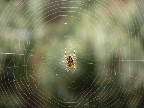 Araneus Spider Web Nature Insect Close Up