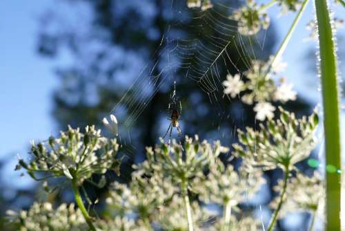 Spider Insect Animals Cobweb