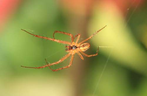 Spider Cobweb Close Up Nature Web