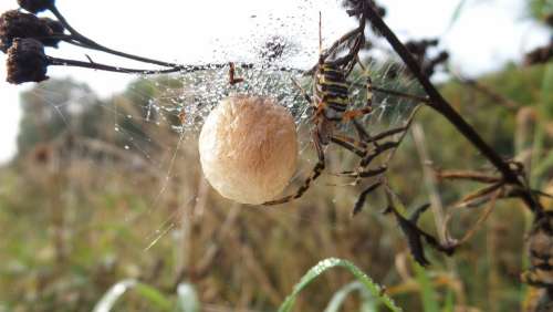 Spider Nest Ball Cobweb Insect Grass Nature