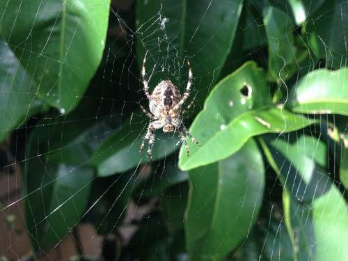 Spider Cobweb Arachnid Nature Insect