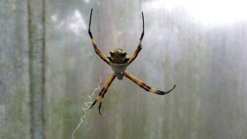 Spider Insect Nature Arachnid Animals Web Animal