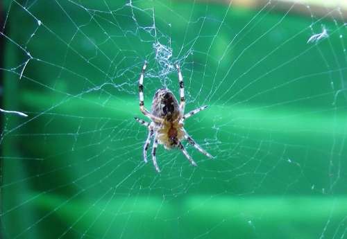 Spider Cobweb Insect Close Up