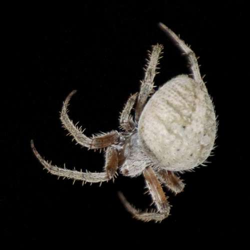 Spider Bug Insect Nature Arachnid Insects Spooky