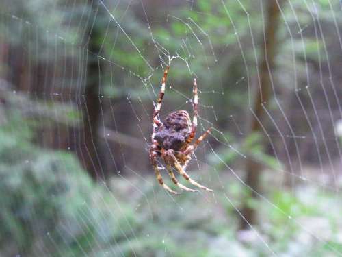 Spider Arachne Cobweb Web Animal Forest Meadow